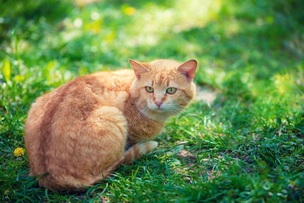 Chat rouge couché en plein air sur l'herbe