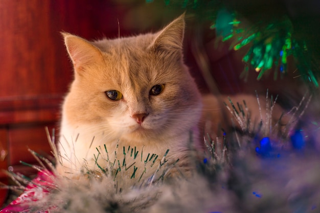 Chat rouge couché sous l&#39;arbre le nouvel an