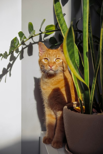 Chat rouge domestique près de plantes vertes dans des pots à l'intérieur