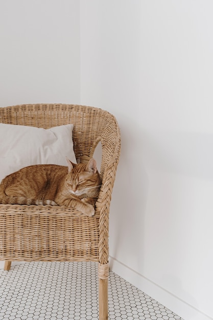 Chat rouge dormant sur une chaise en rotin avec oreiller.