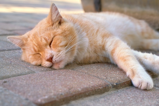 Chat rouge dormant dans la rue.