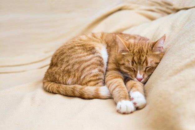 Photo le chat rouge dort dans une pose drôle. le chat bébé dort dans le lit.