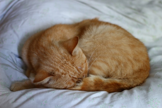 Le chat rouge dort sur le lit