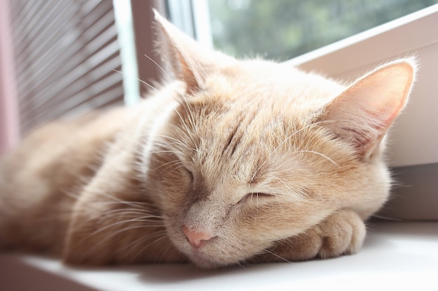 Chat rouge dort sur le rebord de la fenêtre