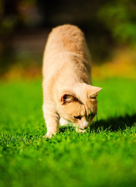 Chat rouge drôle