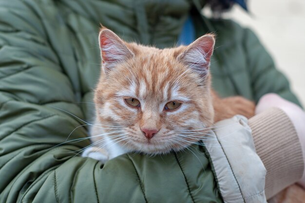 chat rouge entre les mains d'une femme