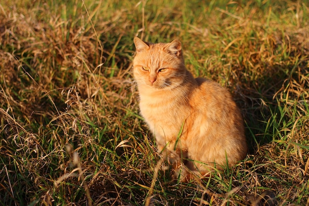 Le chat rouge est assis au soleil