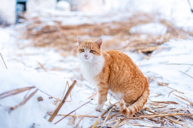 Un chat rouge est sorti pour une promenade un jour d'hiver.