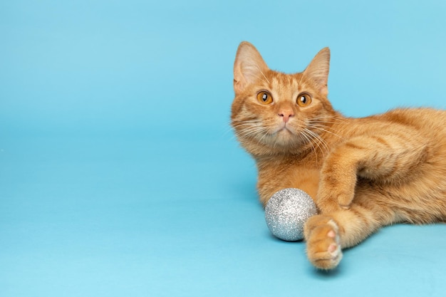 Chat rouge sur fond bleu avec un espace pour la bannière de texte