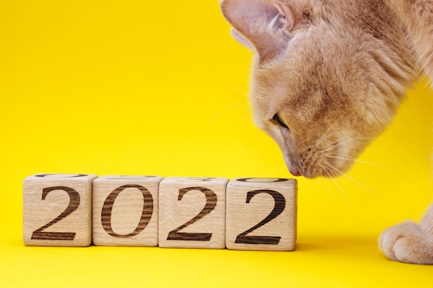 Un chat rouge sur fond jaune reniflant des blocs de bois avec les chiffres de la nouvelle année 2022. Bonne année