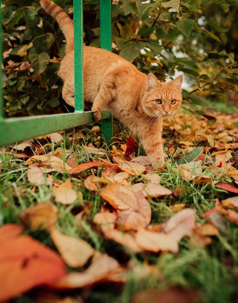 Chat rouge sur fond de paysage d'automne