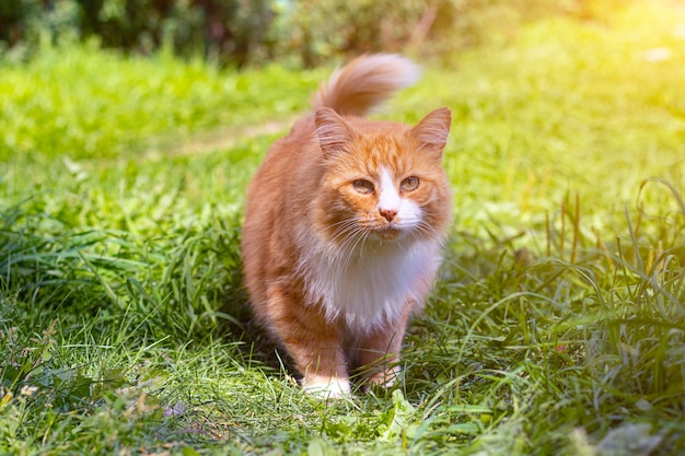 Chat rouge sur l'herbe verte