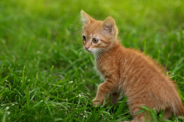 Chat Rouge Sur L'herbe