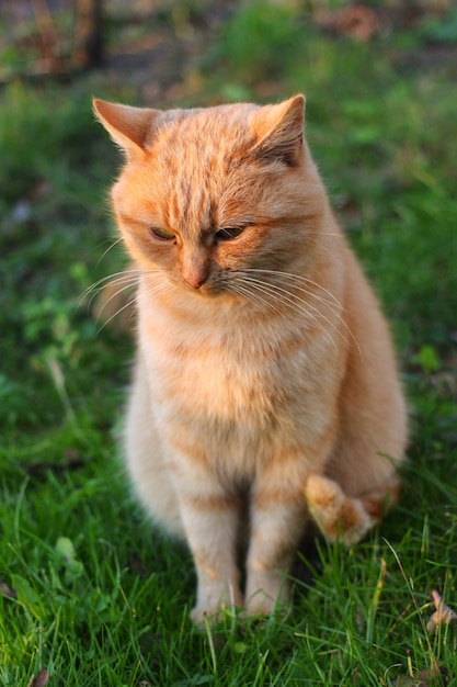 Le chat rouge a honte