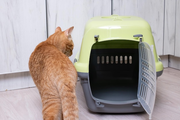 Le chat rouge inspecte le gros plan du support en plastique