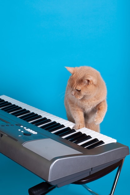 Chat rouge jouant de la valse ou de la musique classique pour la relaxation des pattes sur la touche du piano