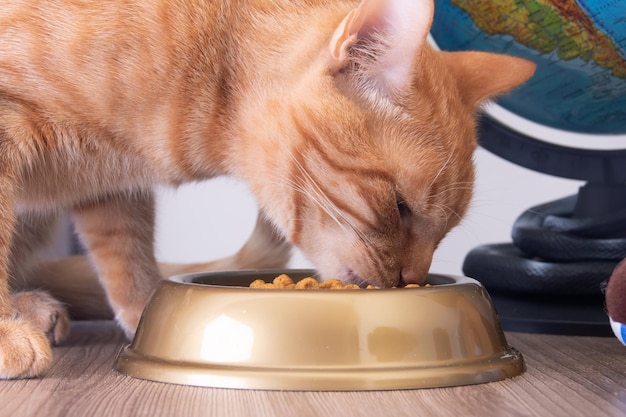 Un chat rouge mange dans un bol