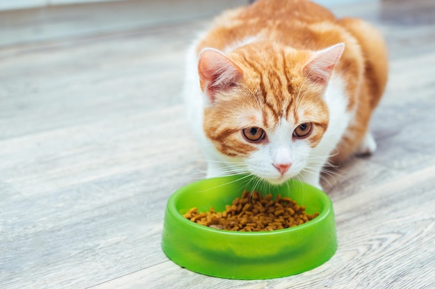 Le chat rouge mange de la nourriture sèche dans un bol vert sur le sol