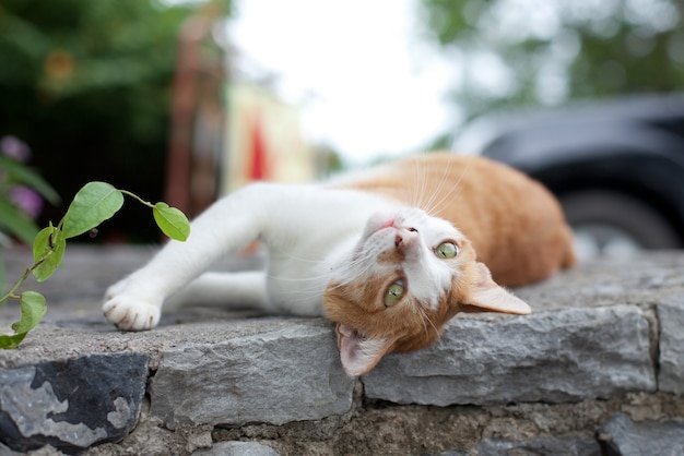 Le chat rouge ment et se prélasse sur une pierre