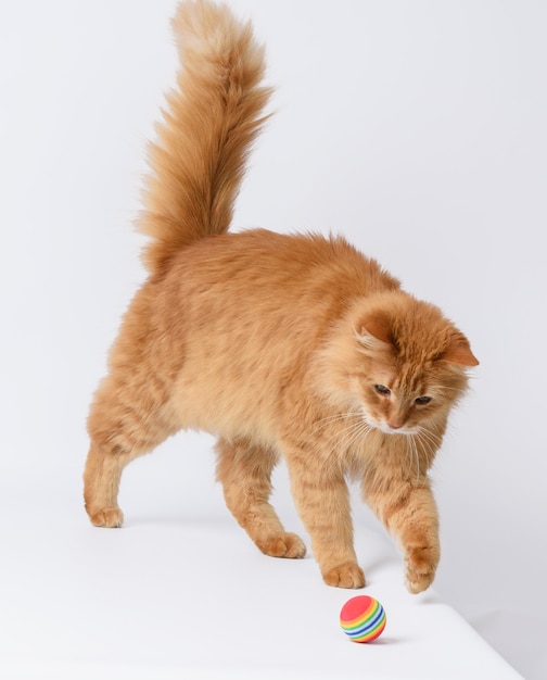 Chat rouge moelleux adulte joue avec une boule rouge sur fond blanc, animal mignon