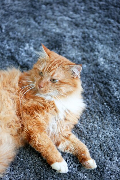 Chat rouge moelleux allongé sur un tapis