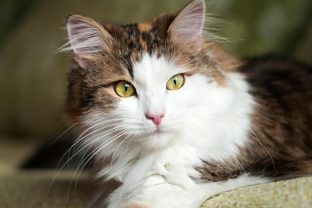 Chat rouge pelucheux se reposant en plein soleil