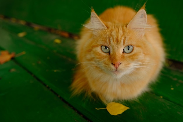 Chat rouge sur les planches de bois peintes en vert en automne Beau chat rouge aux yeux gris et feuilles jaunes