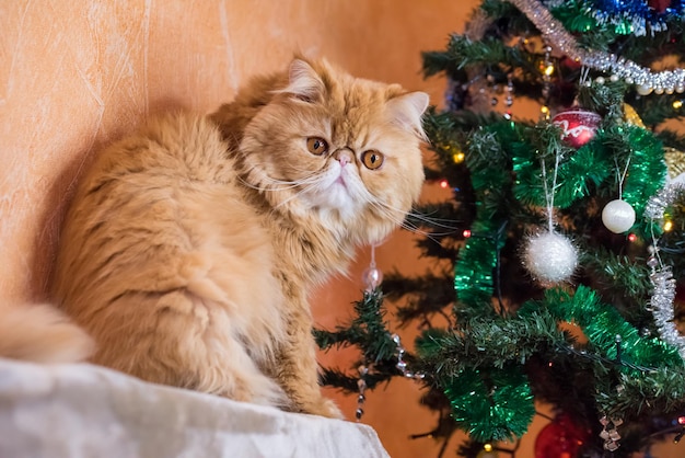 Le chat rouge de race persane est près de l'arbre du nouvel an noël dans une maison confortable