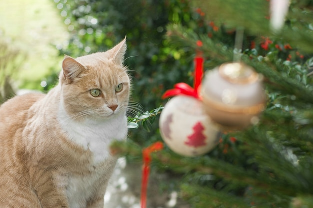 Chat rouge regardant par une fenêtre sur un arbre de Noël avec des jouets