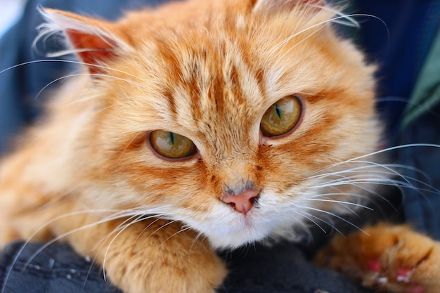 Chat rouge regarde en gros plan