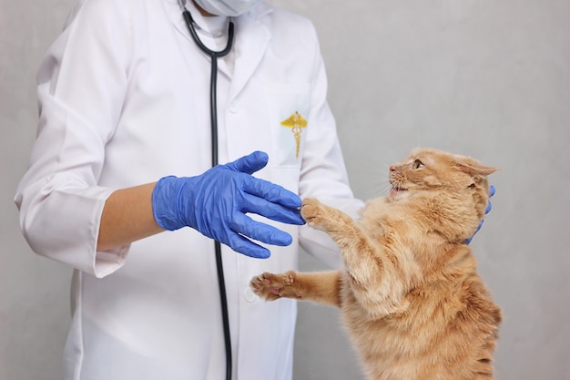 Un chat rouge résistant au vétérinaire. Dans une clinique vétérinaire. Examen et traitement des animaux de compagnie. Chat fâché.