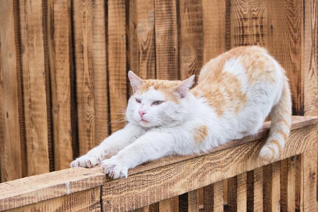 Le chat rouge rustique s'étend sur la clôture en bois