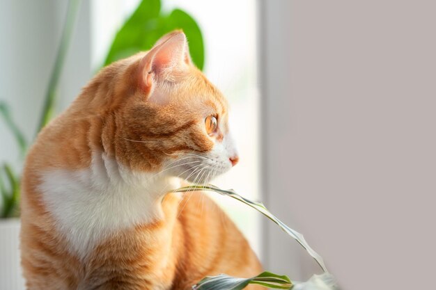 Photo le chat rouge s'assoit sur le rebord de la fenêtre à la maison le chaton rouge de compagnie regarde par la fenêtre avec intérêt