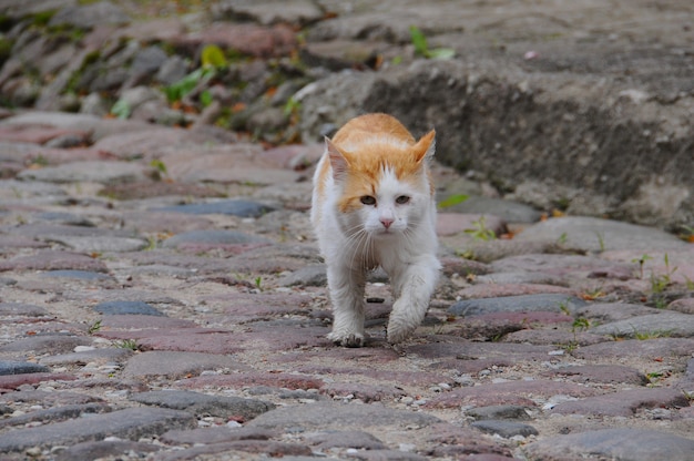 Le chat rouge s'éloigne le long d'une rue vide