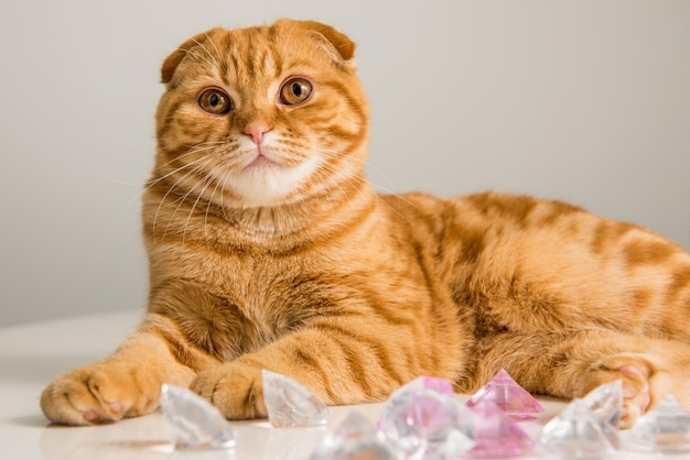 Chat rouge Scottish Fold avec diamants sur fond blanc le jour de la Saint-Valentin