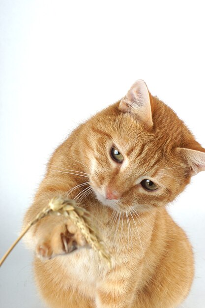 Le chat rouge se joue avec une tige de blé sur fond blanc.