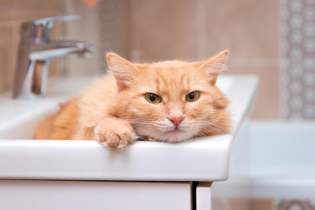 Le chat rouge se trouve dans l'évier de la salle de bain