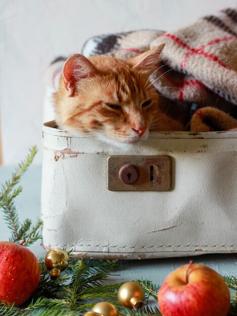 Un chat rouge se trouve dans une valise blanche