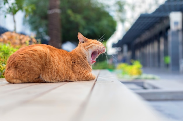 Le chat rouge se trouve sur le trottoir dans la rue de la Turquie et bâille