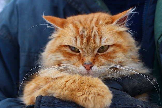 Un chat rouge sur ses mains gros plan