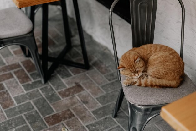 Un chat rouge solitaire recroquevillé en boule allongé sur une chaise dans un café de la rue