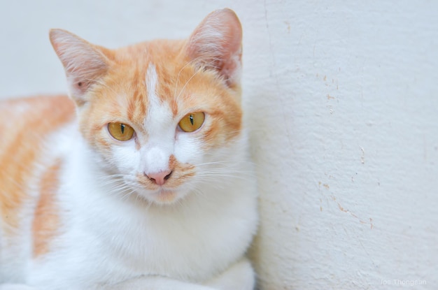 Chat rouge souriant pour regarder les vacances