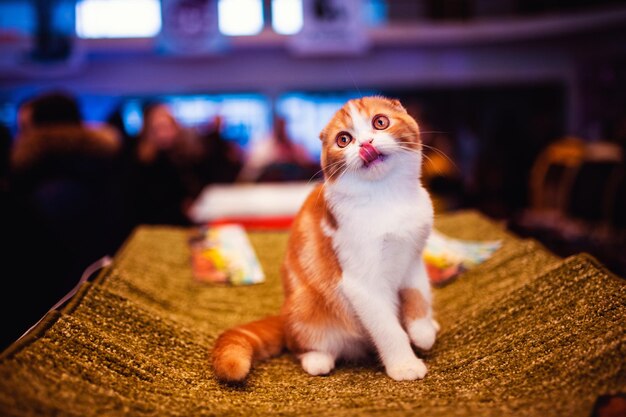 Un chat rouge très gentil et gentil du monde animal