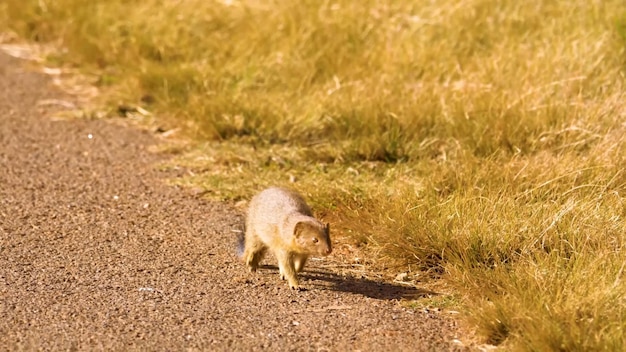 Un chat sur une route de gravier