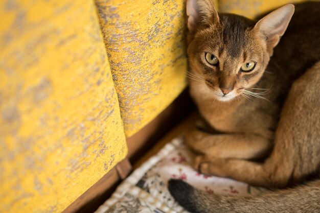 Chat roux abyssin allongé sur le lit