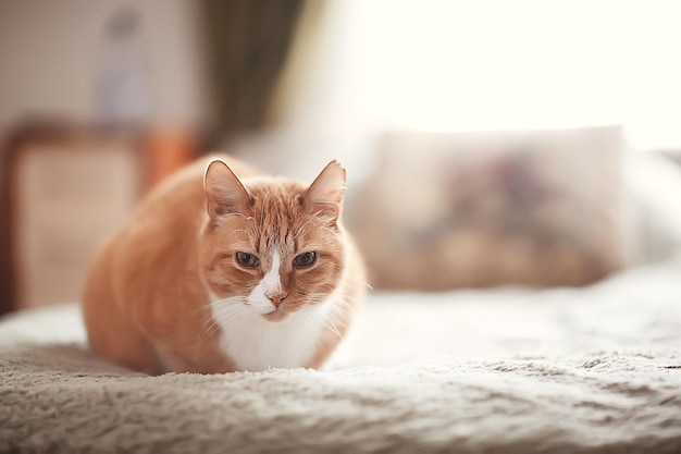 chat roux / animal mignon beau chat, gingembre rouge