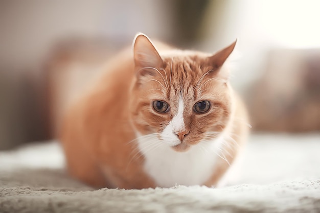 chat roux / animal mignon beau chat, gingembre rouge