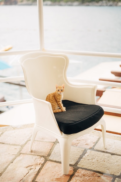 Photo chat roux assis sur un fauteuil blanc et noir.