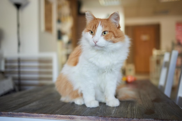 Chat roux assis sur le parquet dans une pièce blanche le gros chat rouge se repose doux chaton moelleux