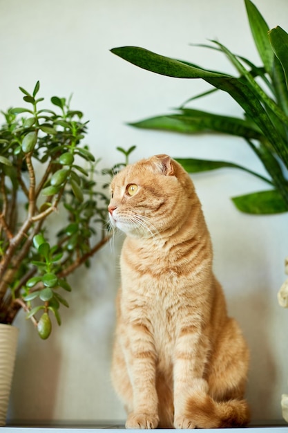 Chat roux assis près d'une maison en pot verte plante des pots à la maison